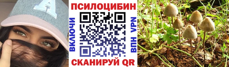 сколько стоит  Мураши  Псилоцибиновые грибы Psilocybine cubensis 